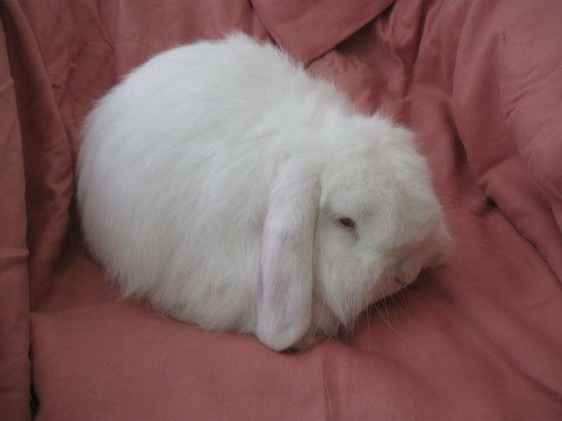 Cashmere Lop photos